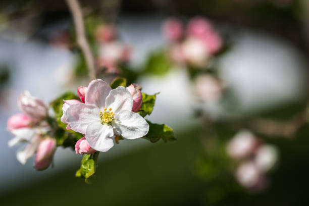 istock Apple blossoms macro shot with shallow depth of field 1218933165