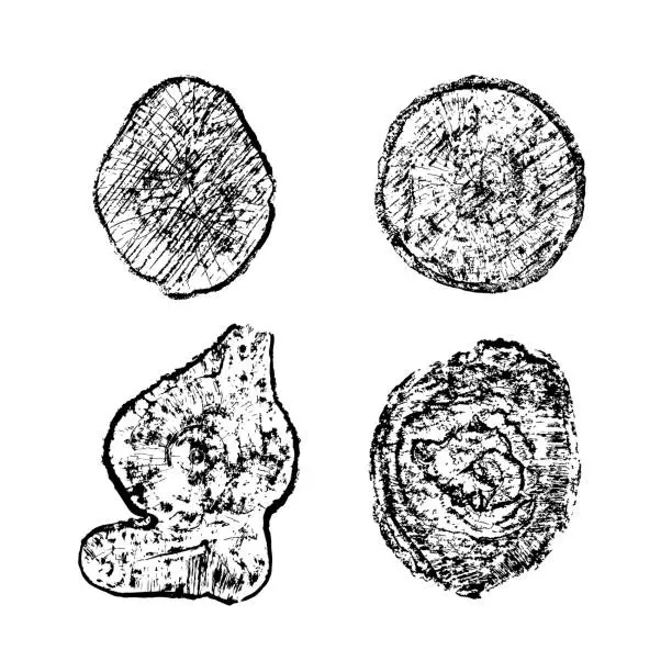 Vector illustration of Cross section of tree stumps