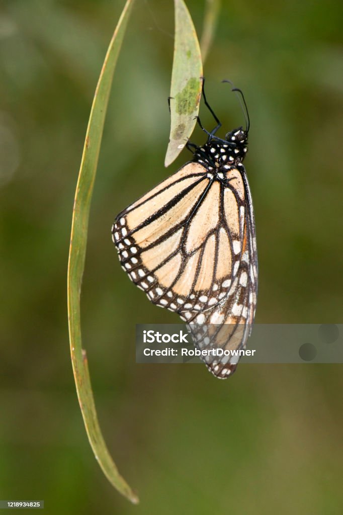 Wonderer Butterfly Wonderer Butterfly also known as Danaus plexippus. Animal Stock Photo