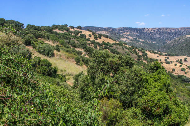 istock Landscape of Sardinia, Italy, with typical vegetation and mountain range 1218938426