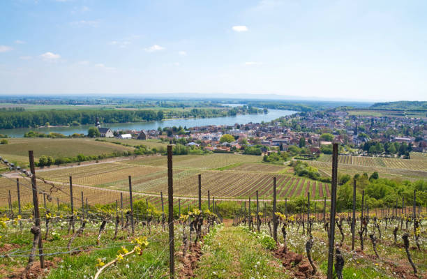 istock Vineyards in Rheinhessen, Germany 1218938454