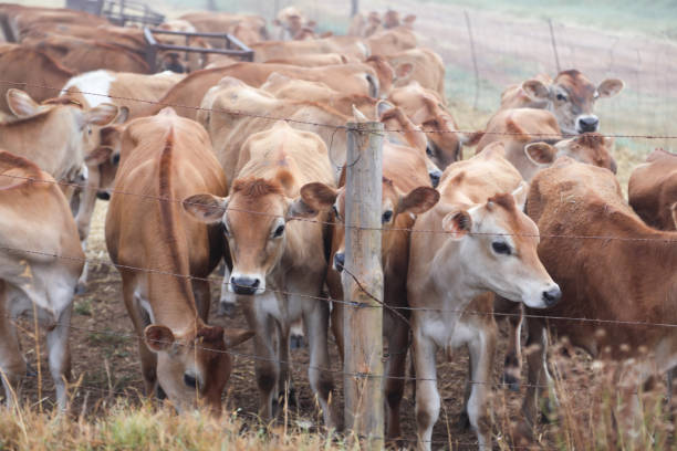 a Group of calfs on the farm.