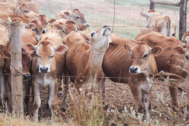 istock a Group of calfs on the farm. 1218939062