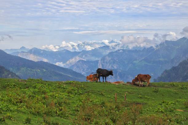 istock himalyan mountain range and a group of cows 1218940439