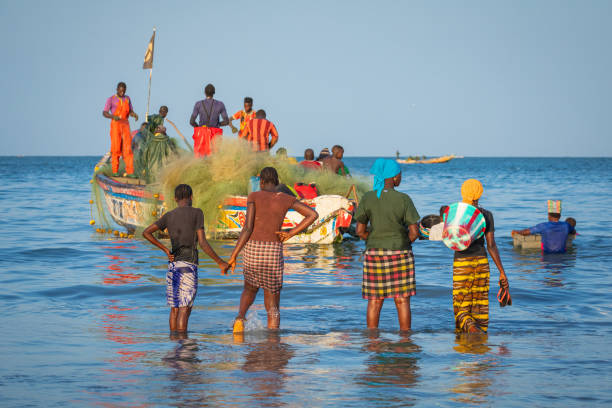 Africa fishing industry. People carrying fish from the boats to the beach on Tanji, Gambia, West Africa. stock photo