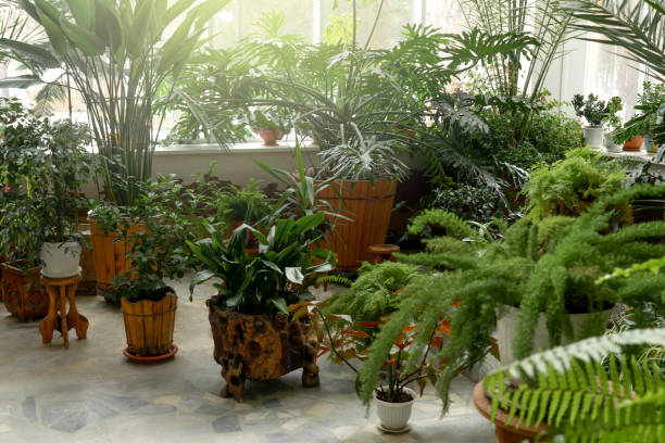 istock Green plants in botanical garden indoor. 1218941848