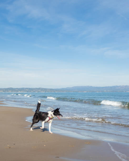 istock Border Collie Puppy On a Beach 1218941907