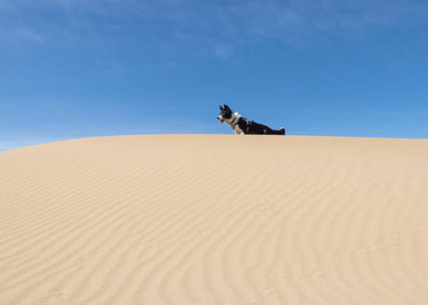 istock Border Collie Puppy running on the beach 1218942146