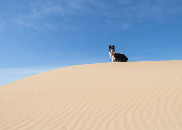 istock Border Collie Puppy running on the beach 1218942204