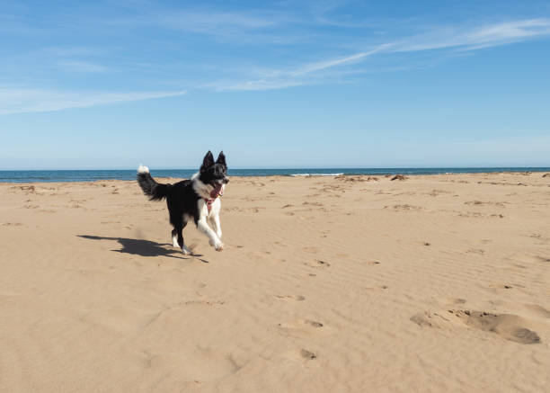 istock Border Collie Puppy running on the beach 1218942274