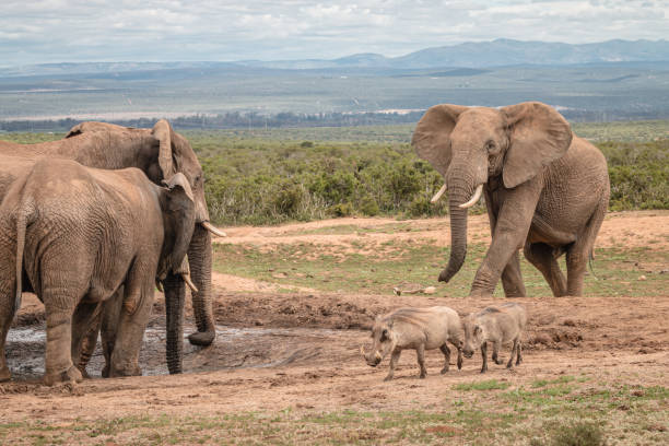 istock African Elephants and warthog around a waterhole 1218942322