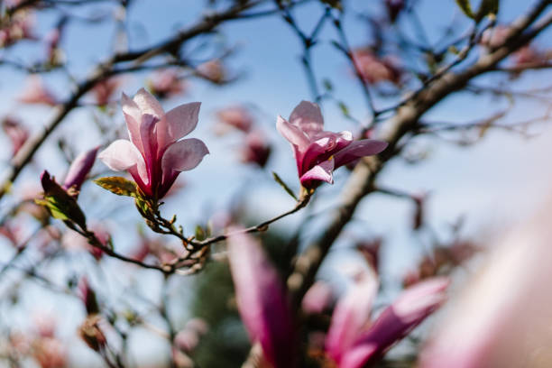 vue de beau magnolia avec le fond bleu de ciel - spring magnolia flower sky photos et images de collection