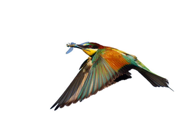 istock bee-eater flies with a dragonfly in its beak isolated on white 1218942812