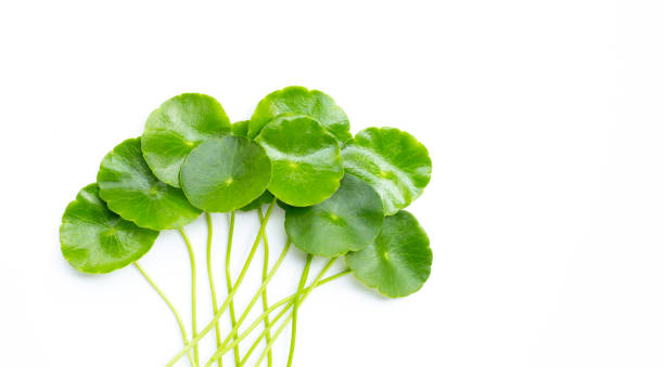 istock Centella asiatica leaves on white background. 1218943561