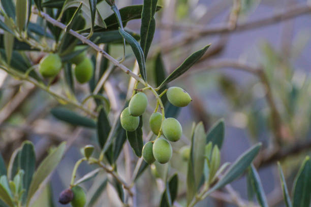 Olive Branch