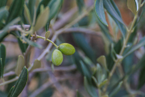 Ripe green olive fruits on a branch at Sardinia, Italy