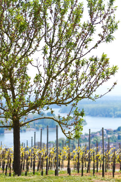 May 2017: Panoramic view of wineyards in Rheinhessen, Germany, on the hills above the river Rhine