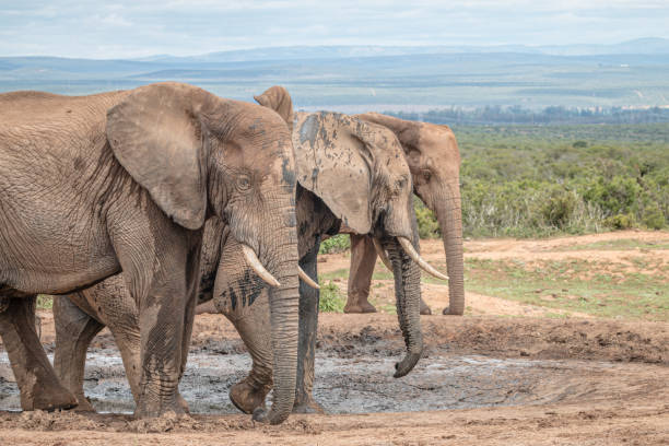 istock Close up side view of three African Elephants standing at a waterhole 1218943908