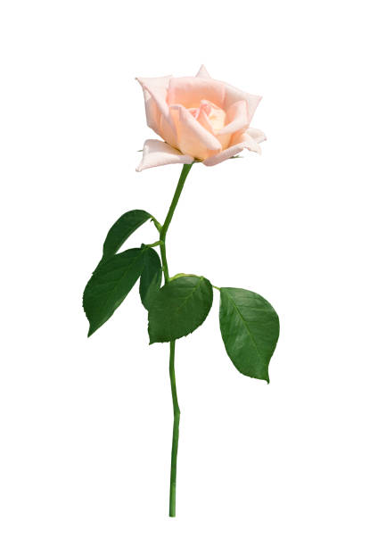 istock old rose pastel flower blooming single on white background clipping path 1218945527