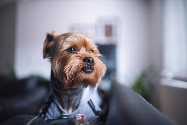 Cute pet dog staring