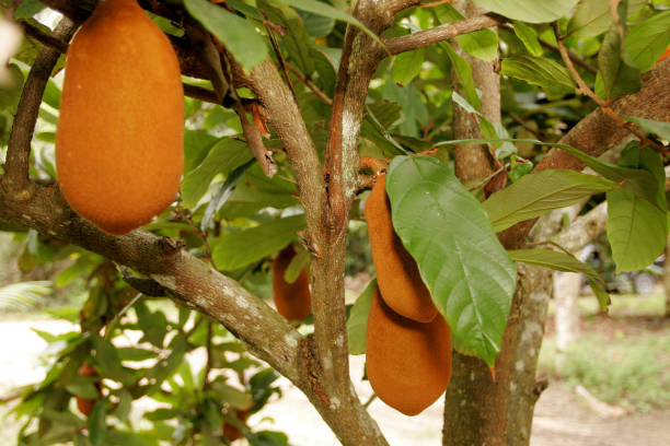 cupuacu plantation in southern Bahia