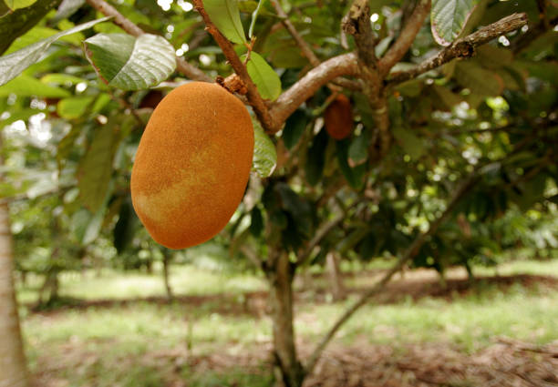 istock cupuacu plantation in southern Bahia 1218948787