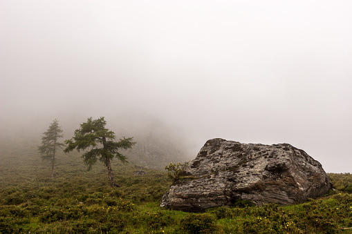A large boulder and fir tree nearby on a mountainside in the fog. Lush vegetation on earth. Copy space. Horizontal.