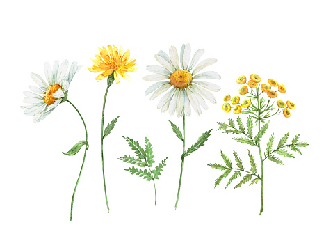 set of white daisies, yellow, blue, pink wildflowers, watercolor illustration on a white background