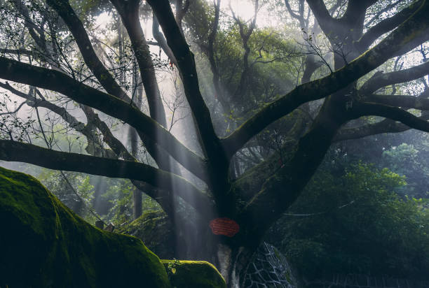 Tropical Rainforest,xishuangbanna,yunnan Xishuangbanna tropical rain forest is located in Yunnan Province, China. It is the world's only well-preserved and continuous large-area tropical forest. xishuangbanna stock pictures, royalty-free photos & images