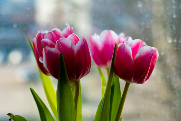 istock pink tulips and window in the morning 1218952945