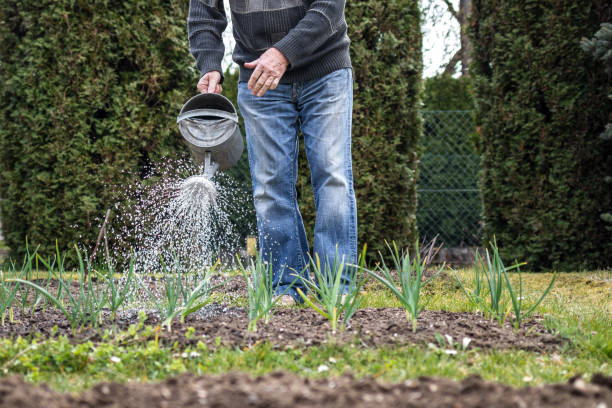 istock Unrecognizable person watering garden using watering can 1218955092
