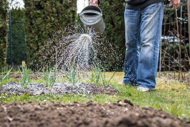 istock Unrecognizable person watering garden using watering can 1218955288