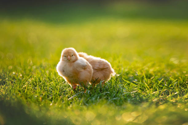 bellissimo bambino, mangiare pane dolce e uova in giardino al tramonto, piccoli pulcini che corrono in giro - baby chicken young bird easter bird foto e immagini stock