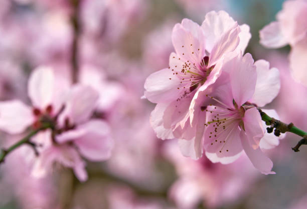 istock beautiful spring landscape - blooming trees, bright pink and white flowers as background 1218955370