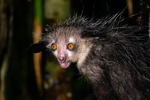 One of The rare Aye-Aye lemur that is only nocturnal