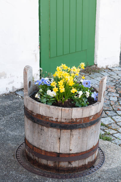 old wooden basket on pavement in front of an old farmhouse with pansies and small daffodils