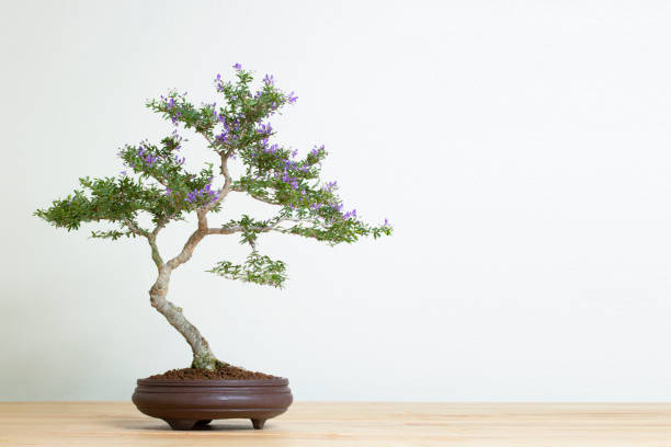istock bonsai tree in pot on wood table copy space texture backgrond advertising 1218957788