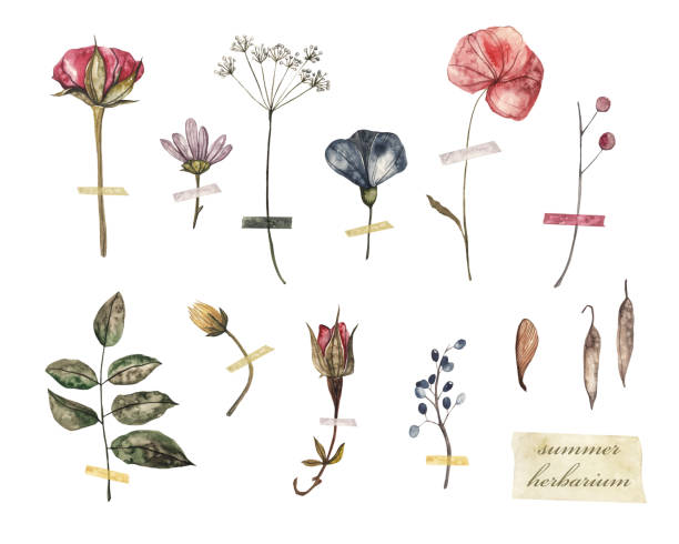 istock Summer herbarium. Dried flowers and plants, watercolor illustration 1218957805