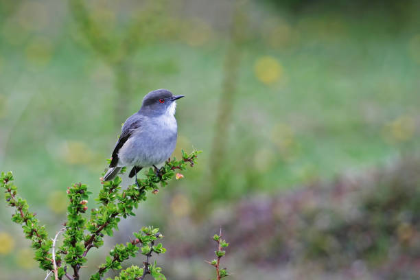 istock Fire-eyed Diucon, Xolmis pyrope, perched on bush 1218959436