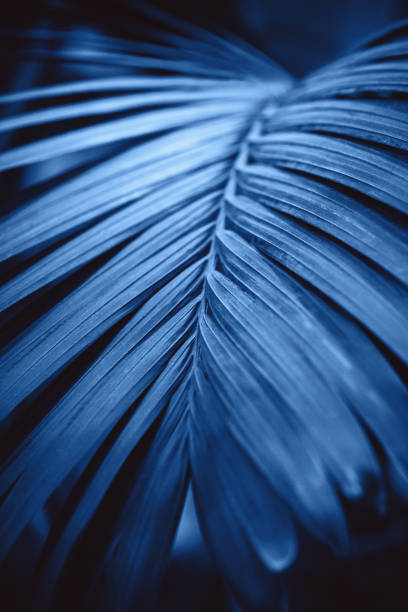 istock Tropical leaf close-up. Classic blue color trend background 1218960044