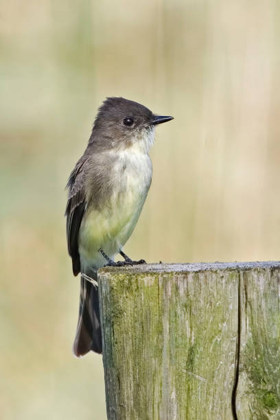 istock Vertical of Eastern Phoebe, Sayornis phoebe, perched on post 1218960376