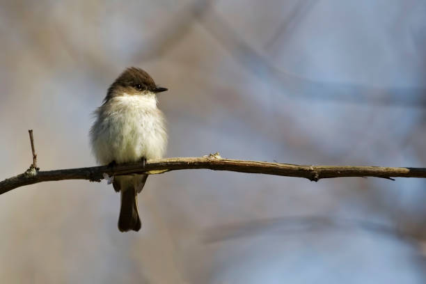 восточная фиби, сейорнис фиби, сидя на ветке - bird spring branch phoebe стоковые фото и изображения