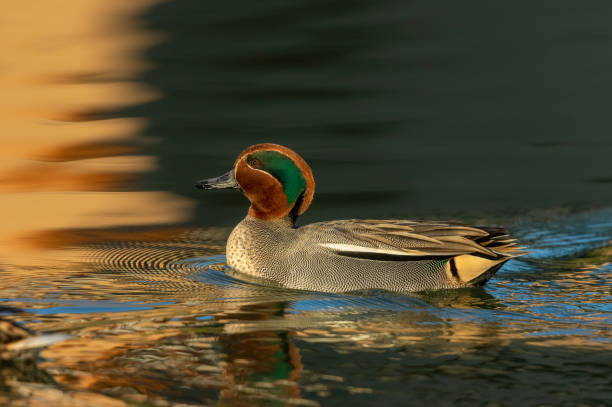 Male eurasian green -winged teal