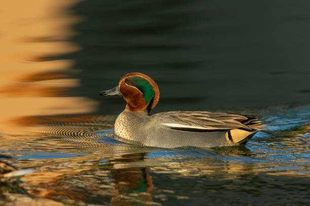 Male eurasian green -winged teal Male eurasian green-winged teal swimming in a pond. green winged teal duck stock pictures, royalty-free photos & images