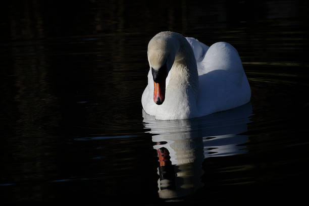 Male mute swan Cygnus olor swimming on and reflected in Mitcham Pond / Three Kings Pond in Mitcham, Merton, Surrey. Telephoto . long focus / 400mm lens.