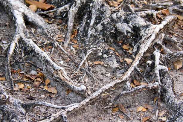 istock old surface of the roots on the background 1218963817