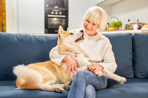 porträt der glücklichen alten dame ältere frau mit welpen hund akita inu zu hause. haustierfreundliches hotel-apartment. nette lustige tier küssen leckt gastgeberin mama fühlen sich glücklich lächeln. bestellte behandlung futtermittel online-hygiene - animal nose fotos stock-fotos und bilder