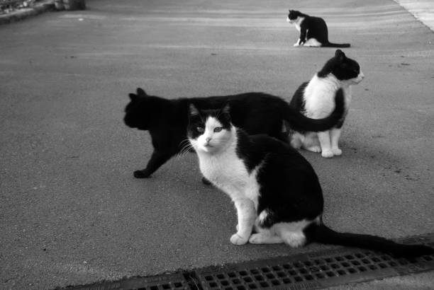 istock cats on the street 1218965356