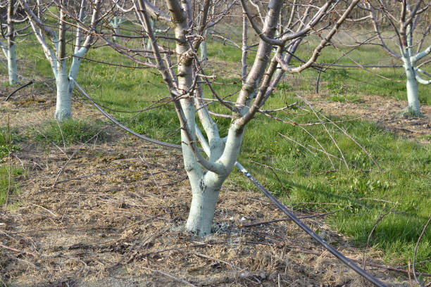 istock Cherry trees in april treated with Bordeaux mixture to combat mildew. Bordeaux mixture is allowed in organic agriculture and protects against blight and other diseases in plants. 1218965739