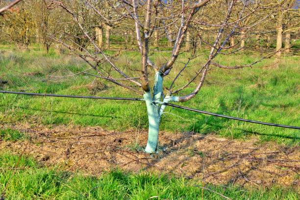 istock Cherry trees in april treated with Bordeaux mixture to combat mildew. Bordeaux mixture is allowed in organic agriculture and protects against blight and other diseases in plants. 1218965740